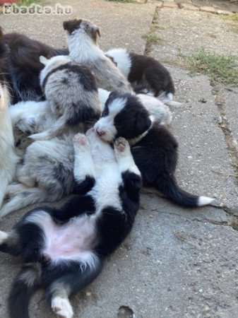 Border Collie