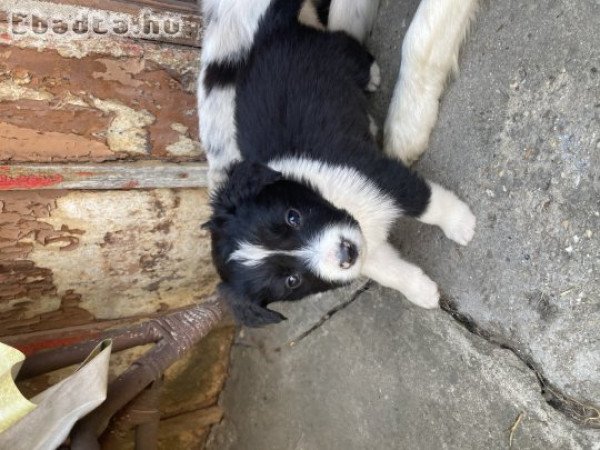 Border Collie