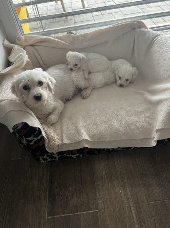 Bichon havanese
