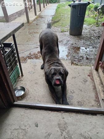 Cane corso