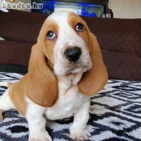 Basset hound