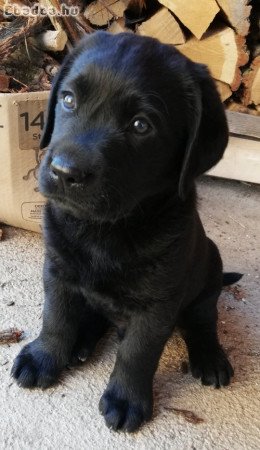 Labrador retriever kiskutya