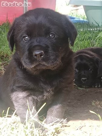 Labrador retriever kiskutya