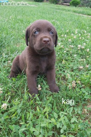 Csoki és fekete Labrador