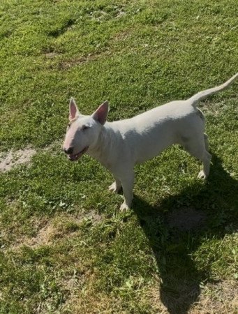 Bullterrier