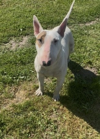 Bullterrier