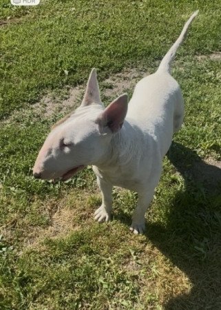 Bullterrier