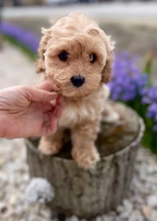 Maltipoo maltai es torpe uszkar