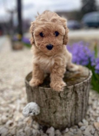 Maltipoo maltai es torpe uszkar