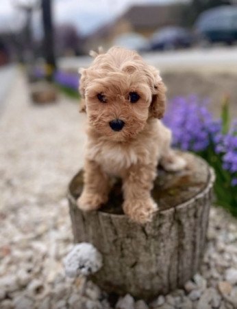 Maltipoo maltai es torpe uszkar