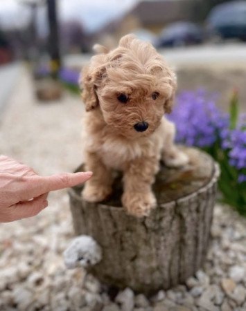 Maltipoo maltai es torpe uszkar