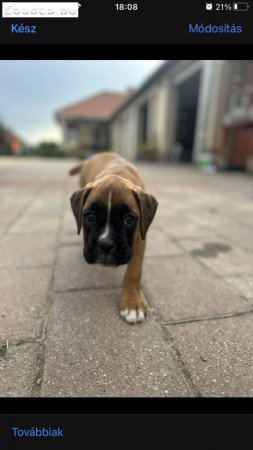 Boxer kiskutyák szerető gazdit keresnek!