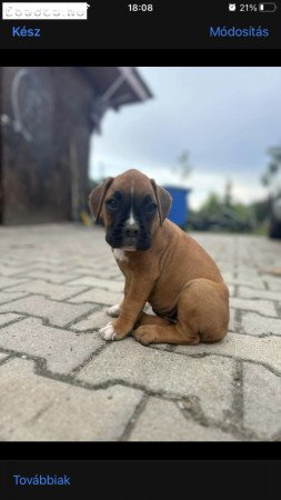 Boxer kiskutyák szerető gazdit keresnek!