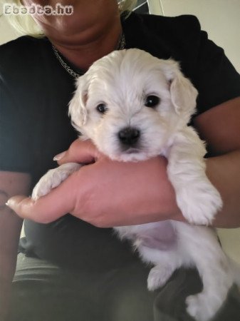Eladó kiskutya