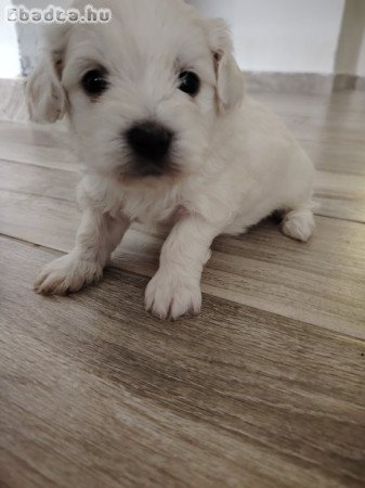 Eladó kiskutya