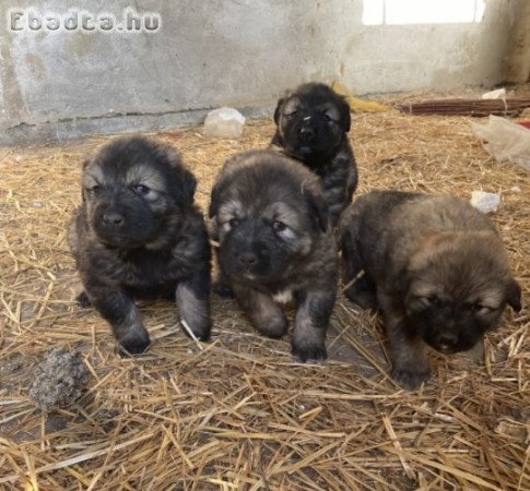 Sarplaninac jellegű kiskutya