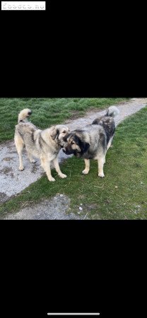 Sarplaninac jellegű kiskutya