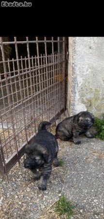 Sarplaninac jellegű kiskutya