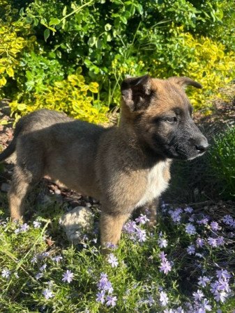 Malinois, belga juhász