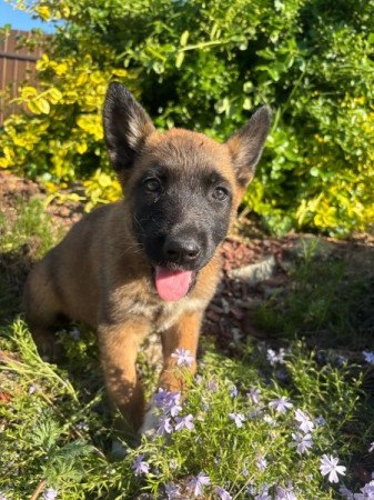 Malinois, belga juhász