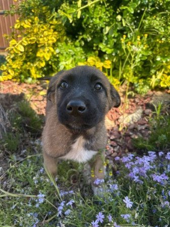 Malinois, belga juhász