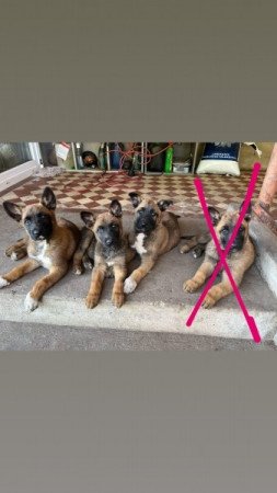 Malinois, belga juhász