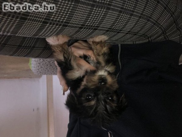 Yorki kiskutyák eladó