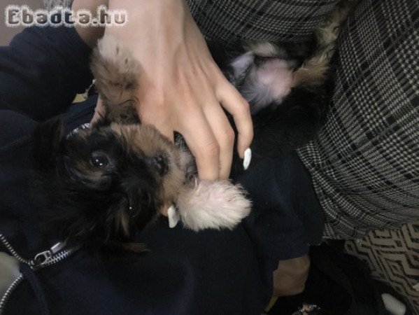 Yorki kiskutyák eladó