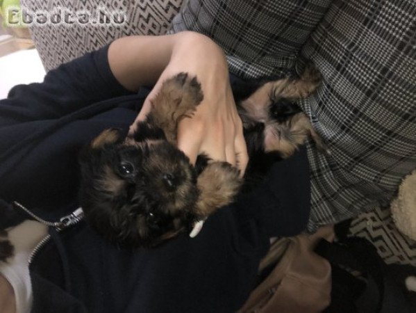 Yorki kiskutyák eladó