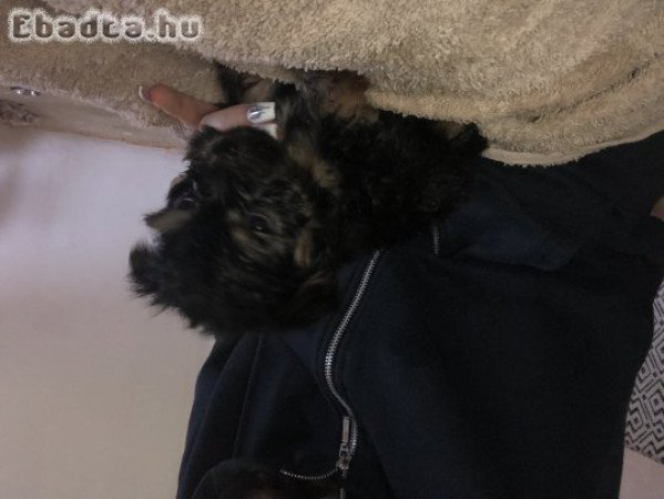 Yorki kiskutyák eladó