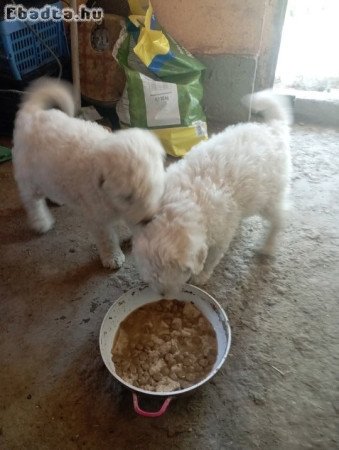 Komondor kölyök eladó