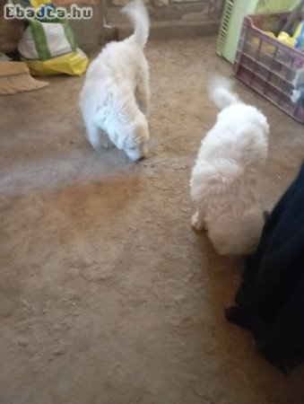 Komondor kölyök eladó