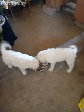 Komondor kölyök eladó