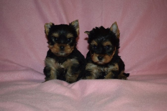 Yorkshire terrier