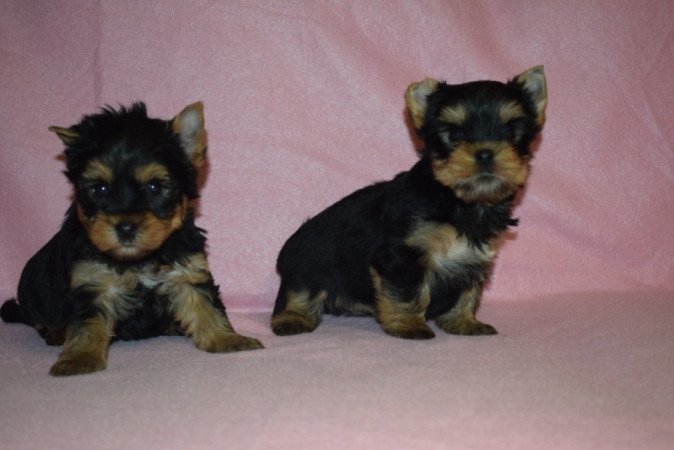 Yorkshire terrier