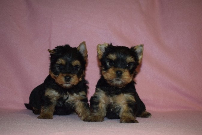 Yorkshire terrier