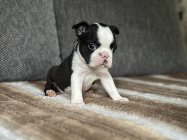 Boston terrier