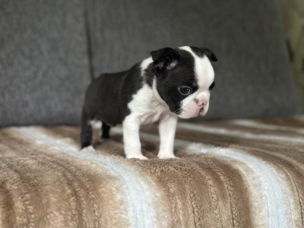 Boston terrier