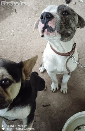 Amerikai staffordshire terrier