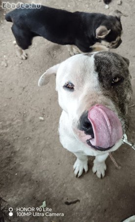 Amerikai staffordshire terrier