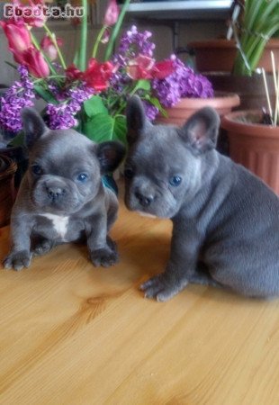 Francia bulldog, kék színű kiskutyák