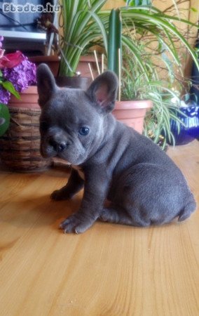 Francia bulldog, kék színű kiskutyák