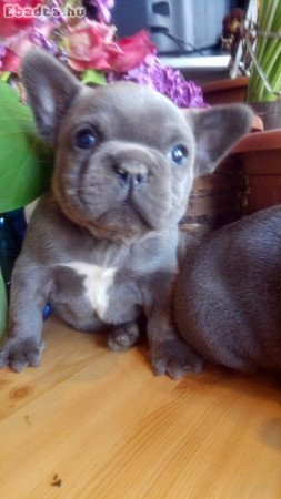 Francia bulldog, kék színű kiskutyák