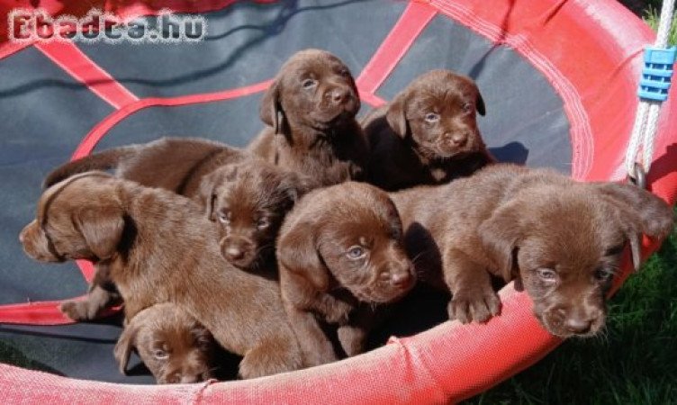 Eladó labrador kiskutyák