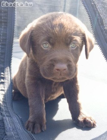 Eladó labrador kiskutyák