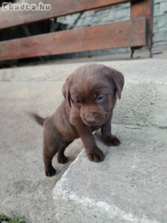 Eladó labrador kiskutyák
