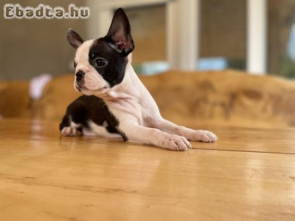 Boston terrier