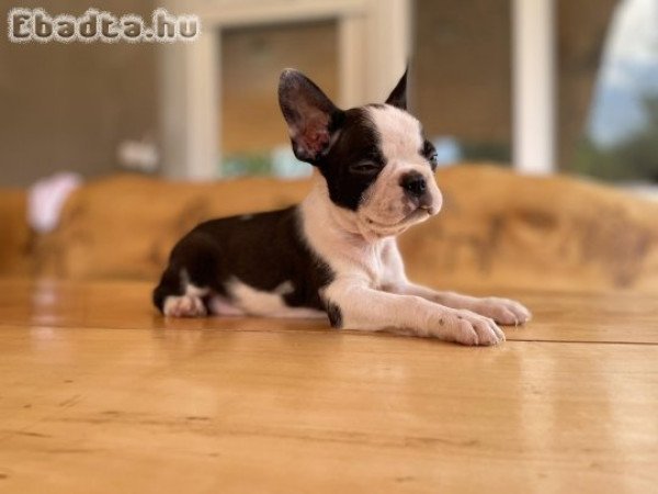 Boston terrier