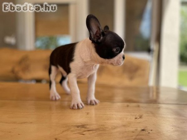 Boston terrier