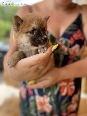 Shiba inu kiskutyák